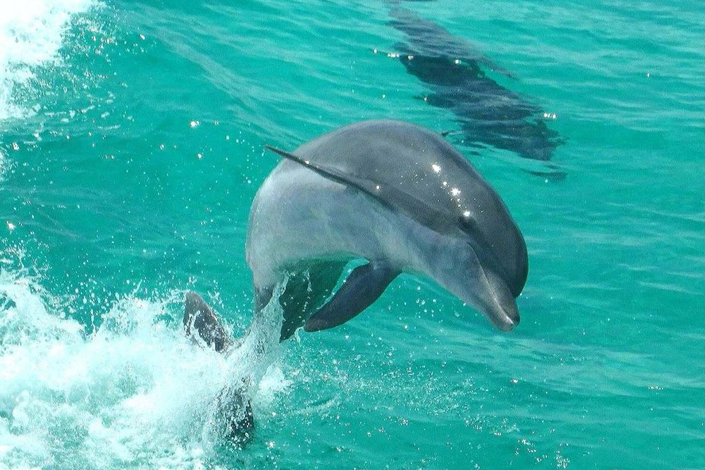 Destin_Dolphin_Cruise_Dolphins
